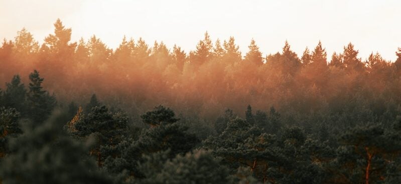 a forest filled with lots of trees under a cloudy sky